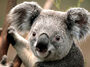 playground:koala.jpg
